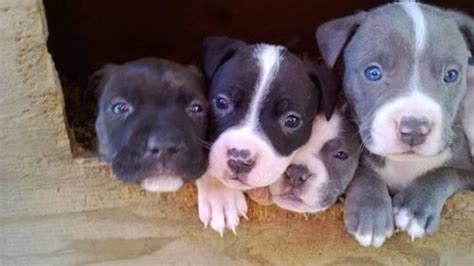 Grey pups -600. . Pitbull puppies for sale 400